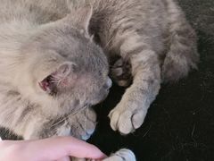 -more than meow吴止猫主题餐厅(承德 中船汇店)