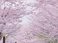 -顾村公园