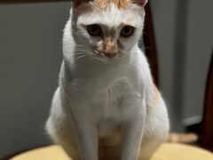 -Again Coffee Roaster(香蜜湖店)