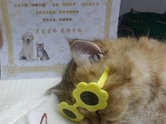 -博特宠物医院24h犬猫全科.骨科·异宠