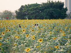 -光明小镇欢乐田园