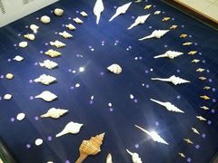 -青岛贝壳博物馆