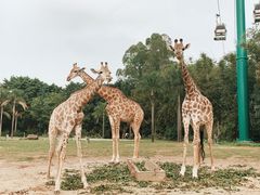 -广州长隆野生动物世界