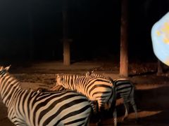 -清迈夜间动物园