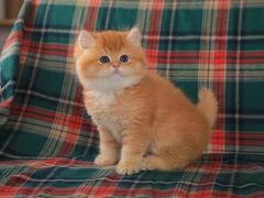 -欣宠猫屋·矮脚拿破仑·蓝金金渐层