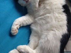 iphone_upload_pic-Anne猫窝咖啡屋
