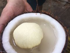 -东郊椰林