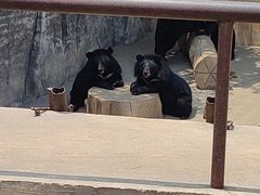 -东方熊牧场