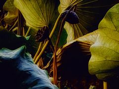-莲花池公园