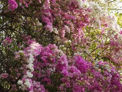 -深圳国际园林花卉博览园