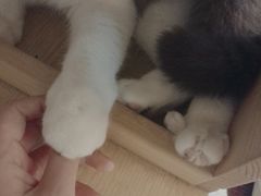 -万小咖.猫咖(中山路天虹店)