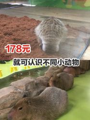 -七巧国萌宠乐园(龙湖天街店)