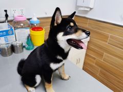 -爱侣宠医·鹦鹉专科·小型哺乳类·异宠专科(灵石路店)