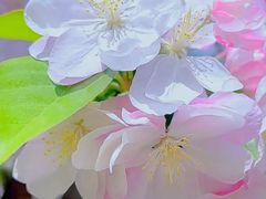 -海棠花溪(元大都城垣遗址公园)