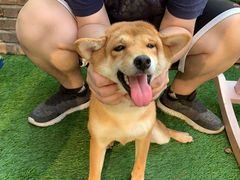 -柴犬高等学院·狗咖·柴犬售卖·宠物训练