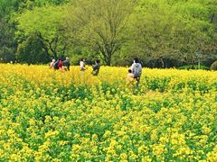 -八卦田遗址公园