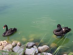 -鄱阳湖国家湿地公园