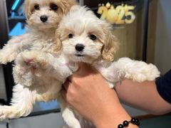 -翊宠yipet猫狗购宠庄园犬舍•猫舍