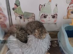 -糯米喵星人总部直营旗舰店·猫舍·幼猫出售