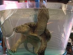 -魏铭鱼头捞饭(晋阳路店)