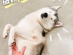 -星多哈·狗咖·拼豆·咖啡