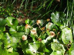 -龙头岩(Dragon Head Rock)