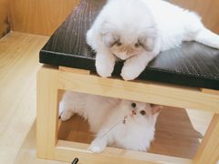 -滚猫咖啡·猫咖·猫友好撸猫(未来城店)