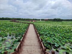 -荷塘月色湿地公园·向阳花洲