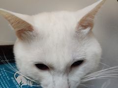 -创凡宠物医院·骨专科  猫科中心(西乡分院)