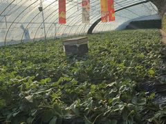 -大自然农场蔬菜草莓采摘园