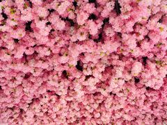 -高东镇樱花园