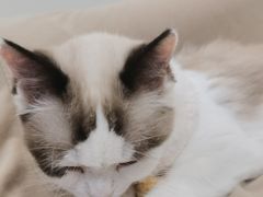 -怪兽屋·羊驼·猫咖·狗咖(俊华广场店)