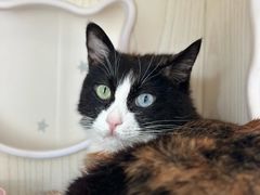 -纳吉亚猫专科动物医院博雅分院