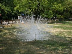 -西湖外事游船(花港观鱼码头)