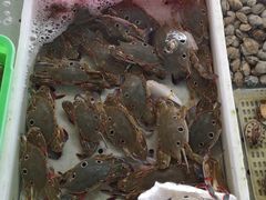 -大湾区中央湿地公园-十九涌