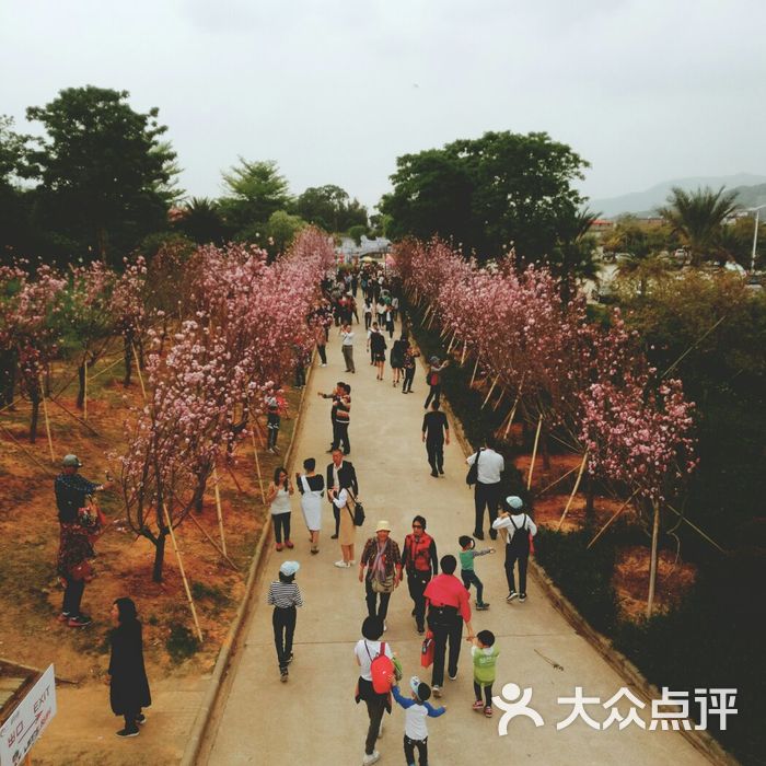 天適櫻花悠樂園