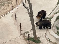 -青藏高原野生动物园