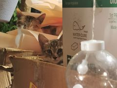 -沪花拾者(好再来花卉鲜花店)