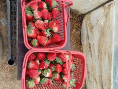 -胜丰草莓采摘园