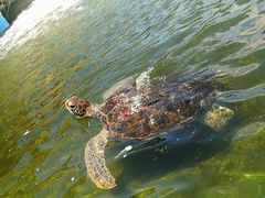 -广东惠东海龟国家级自然保护区