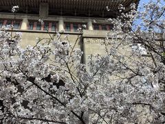 -武汉大学-樱园