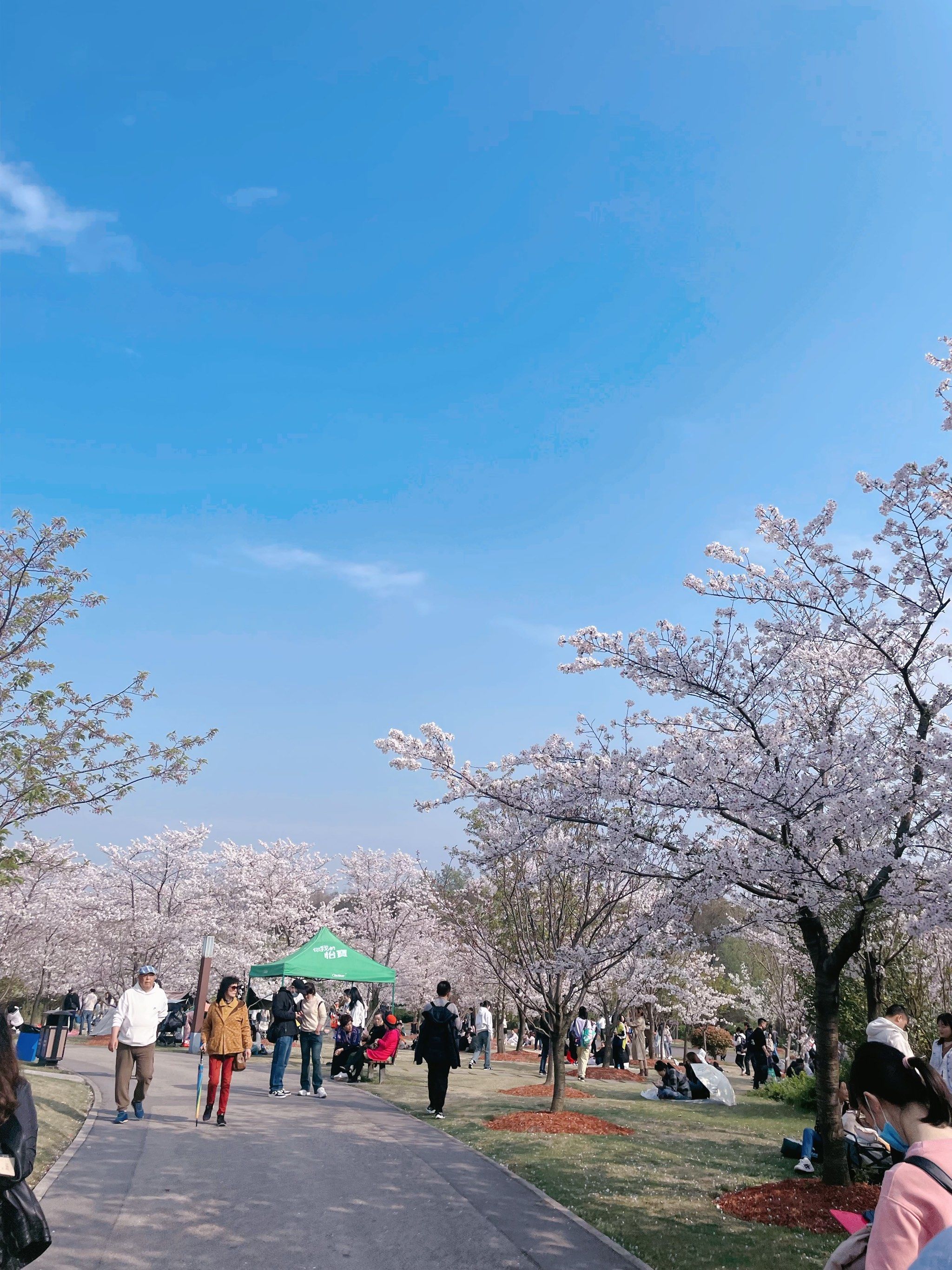 顾村公园樱花