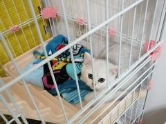 -lincat·猫舍(广州店)