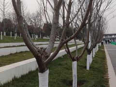 -灞河西岸滨河公园
