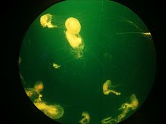 -烟台海昌鲸鲨海洋公园