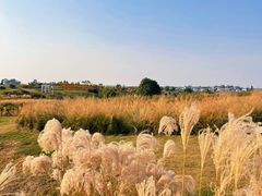 -空港花田景区