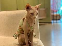 -藏猫猫咖啡主题馆(中央大道店)