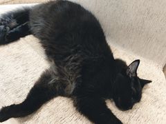 -藏猫猫咖啡主题馆(中央大道店)