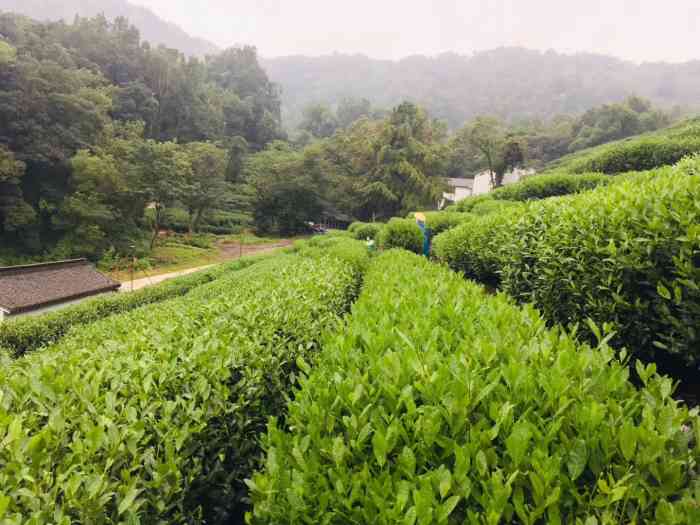 龙井村-"98从虎跑到满觉陇,沿着满觉陇上山到翁家."-大众点评移动版