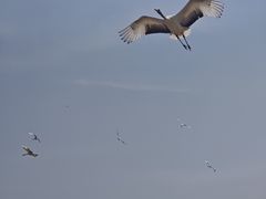 -盐城丹顶鹤湿地生态旅游区